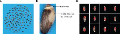 Deep learning-based elaiosome detection in milk thistle seed for efficient high-throughput phenotyping